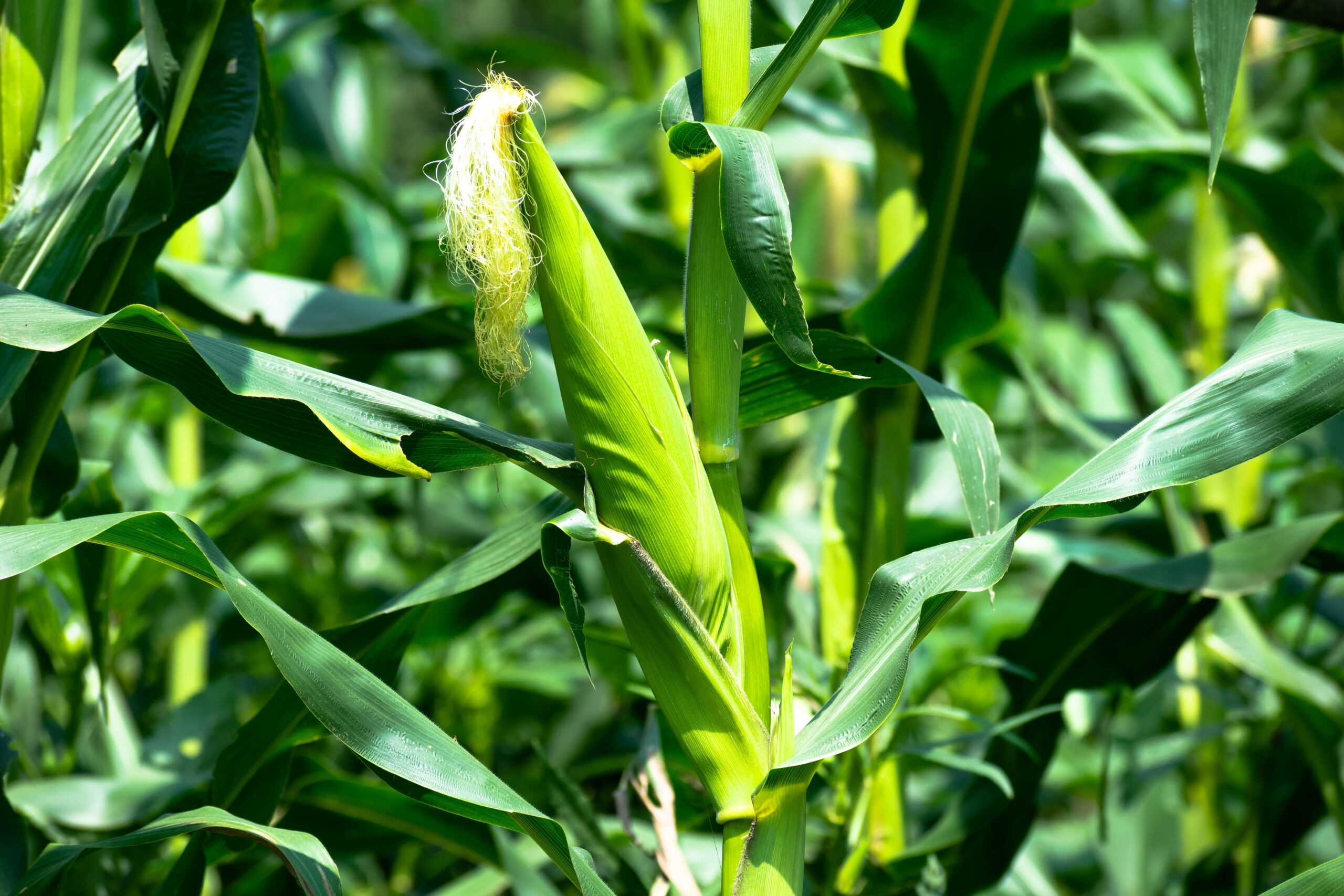 Maize-cameroon-yield Mais op het veld in Kameroen