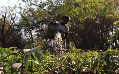 Community garden in Malawi