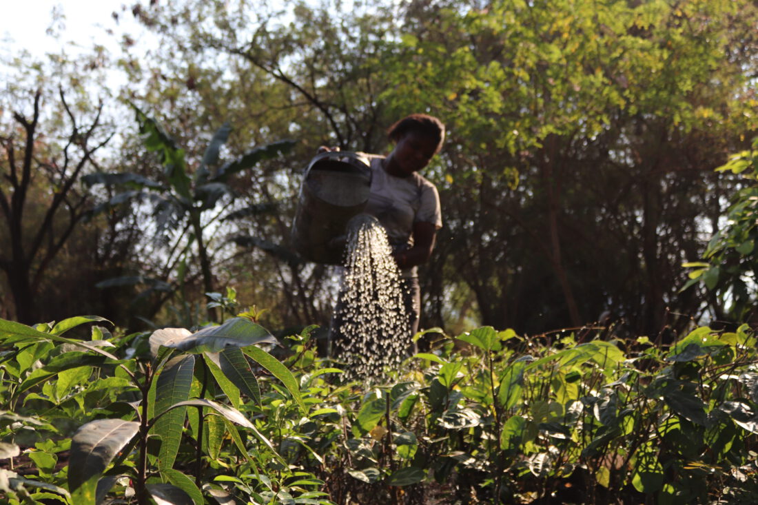 Water geven De planten op de kwekerij in Mitongwe worden besproeid.