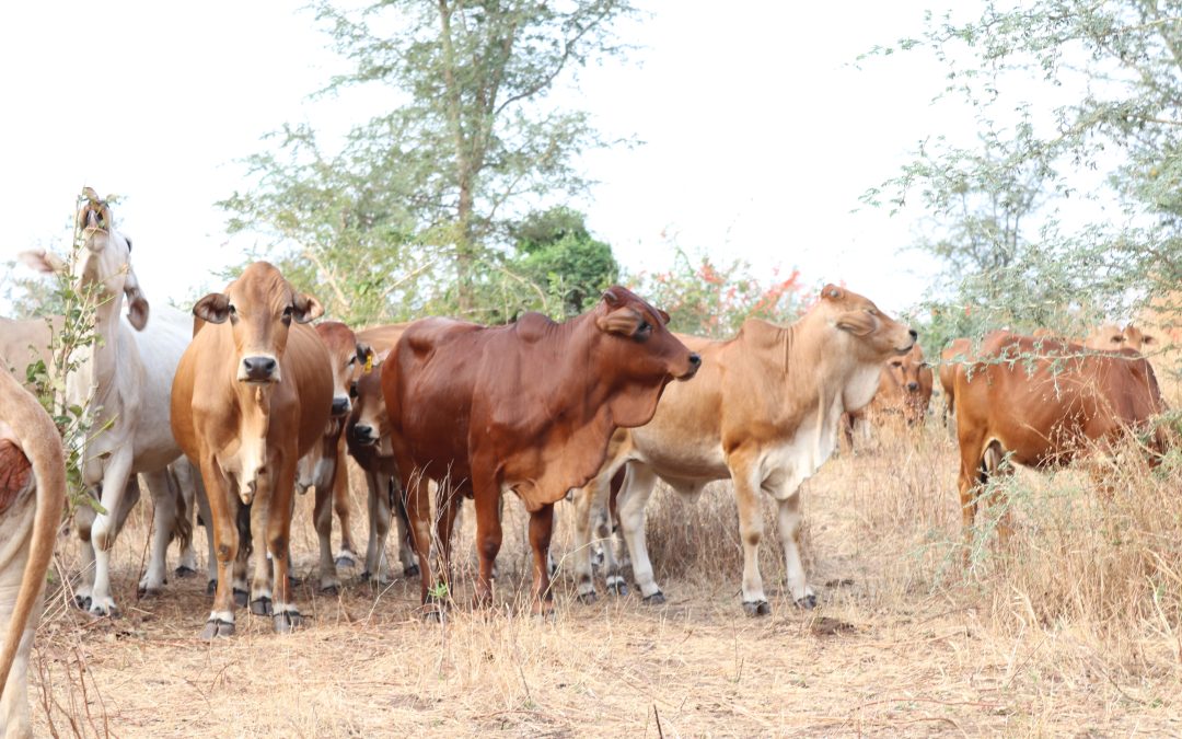 Het begint bij de koe: een gift die blijft geven