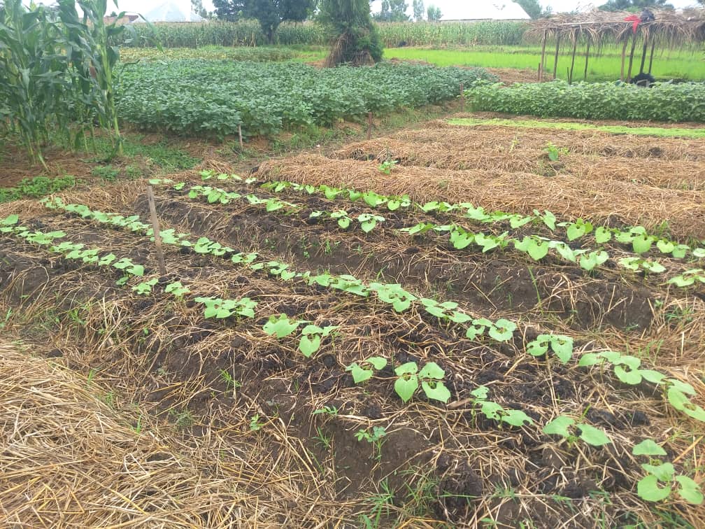 Foundations for Farming veld in Congo