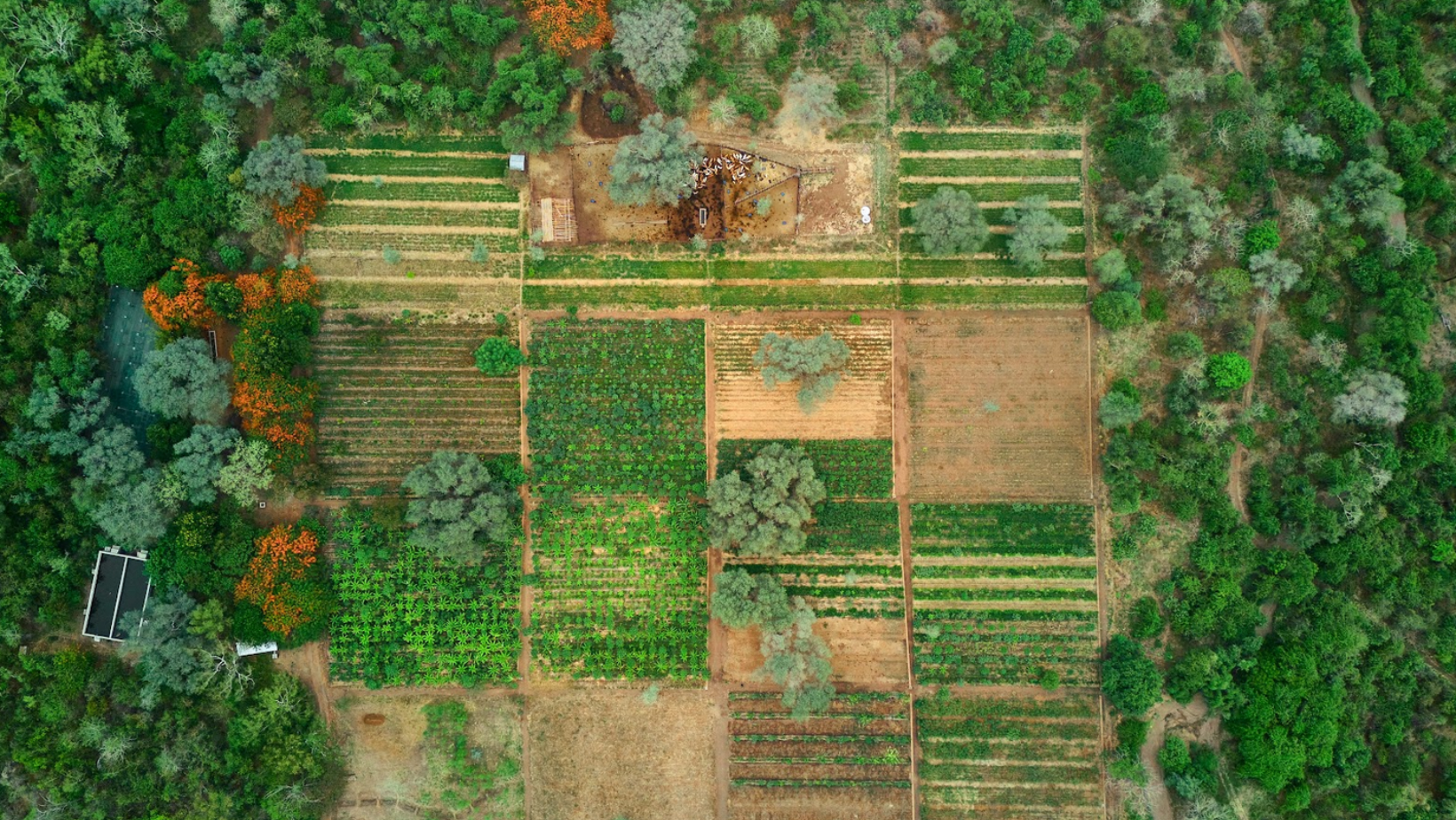 Banner van Stichting Tree of Life. Tuinen in Mitongwe Malawi.
