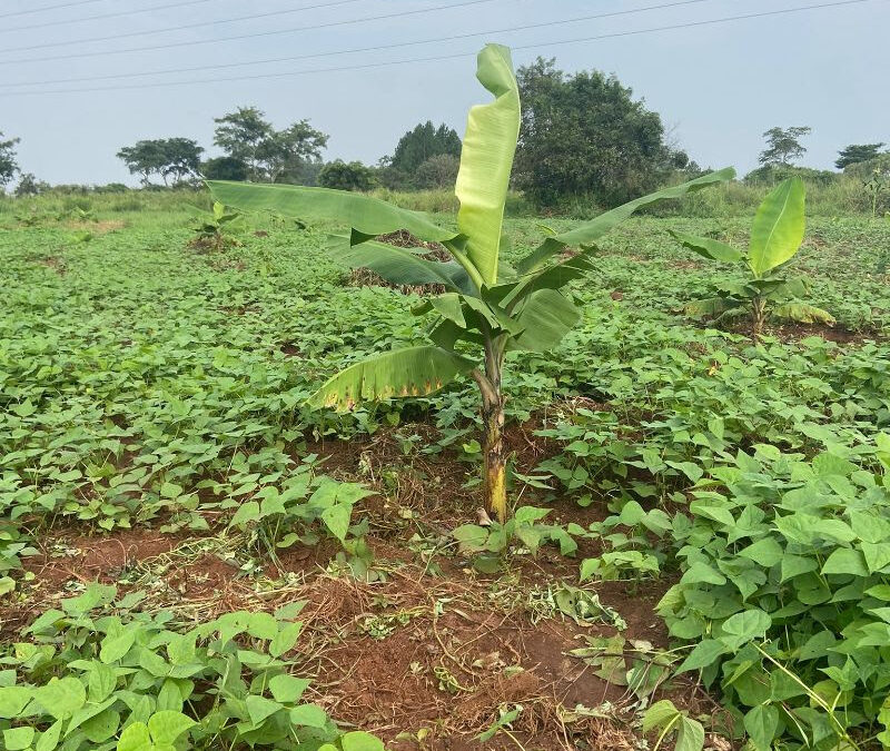 Lokaal eigenaarschap in Oeganda