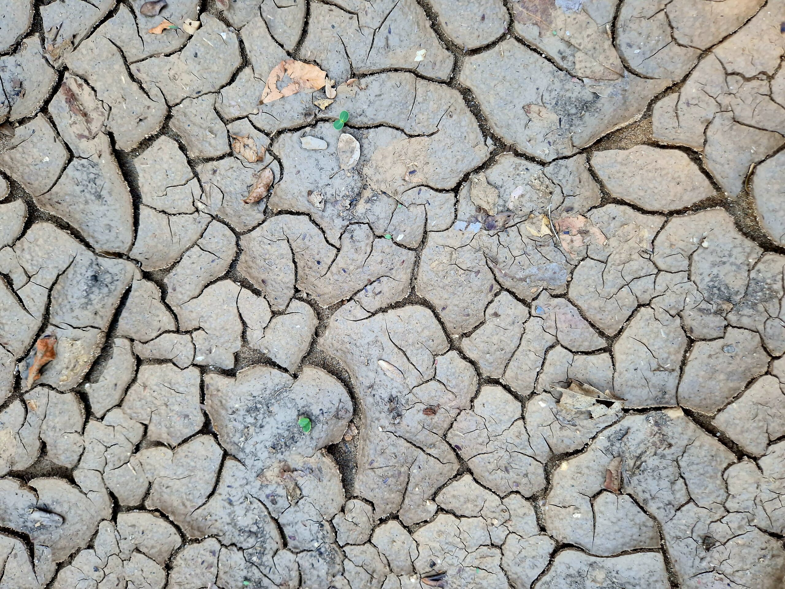 Droge en geerodeerde grond met opschietend plantje