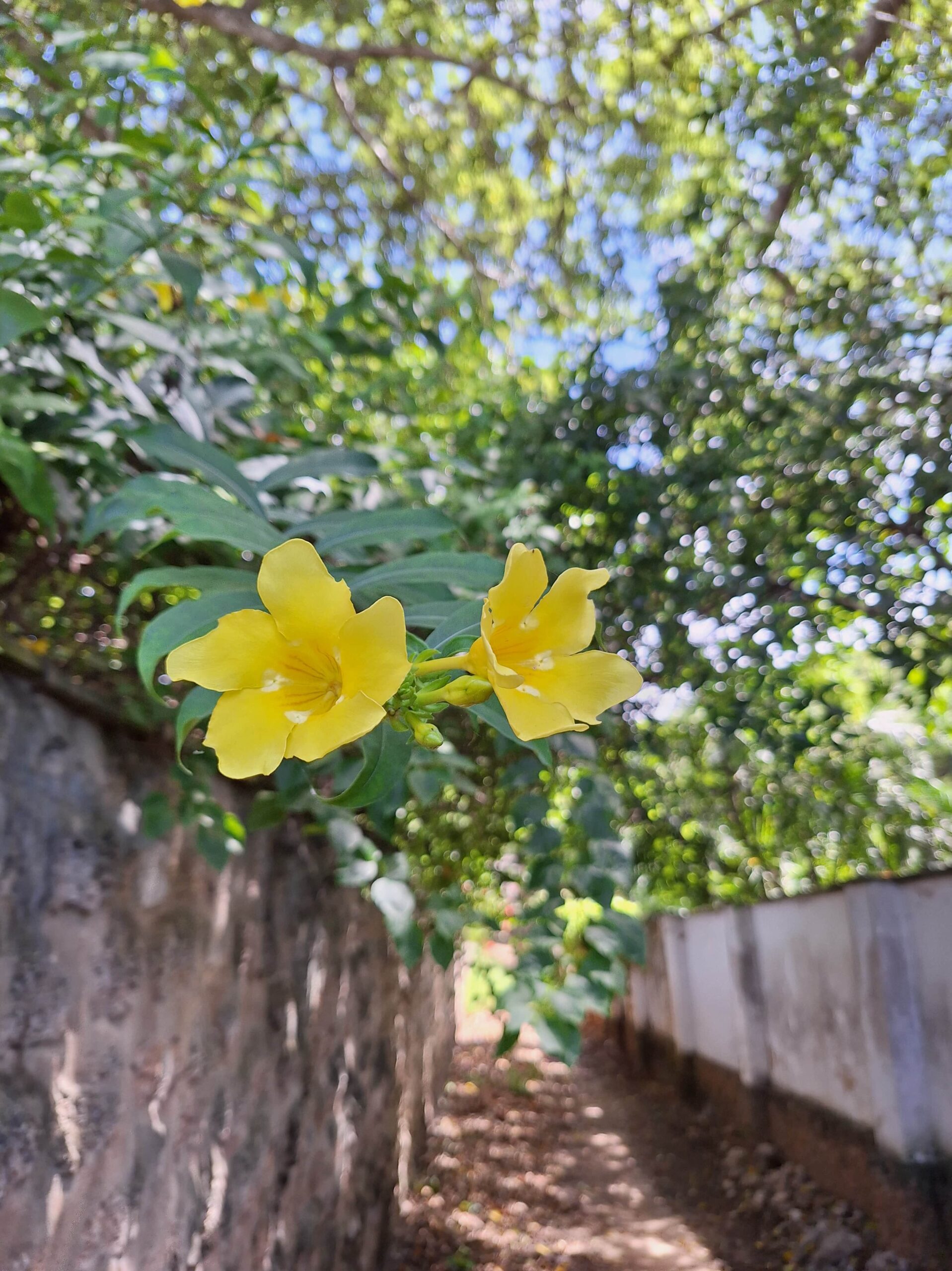 Gele bloem close up met boom en steegje op achtergrond in Kenia